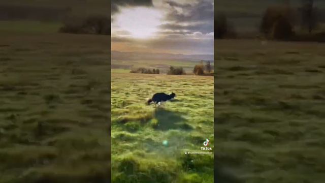 Amazing border collies running