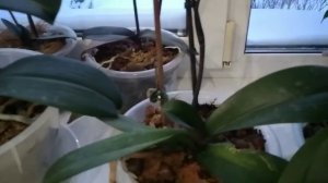 Мед чеснок и борная кислота для орхидей