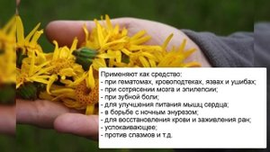 Арника горная - лечебные свойства