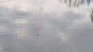 На рыбалку с детьми за карасями в деревне, красивые поклёвки на поплавок#рыбалка #рыбалканакарася