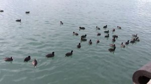 Утка Лысуха болотная курица Лыска чёрная царица птица Сочи