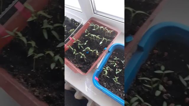 Рассада перцы и помидоры смотреть онлайн