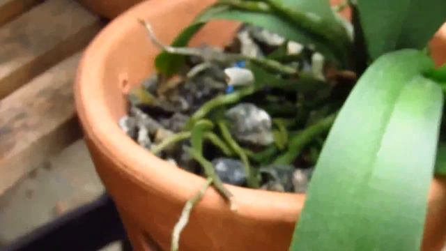 REGAS,ADUBAÇÃO,VASO IDEAL PARA ORQUÍDEAS E ETC...✴️ смотреть онлайн