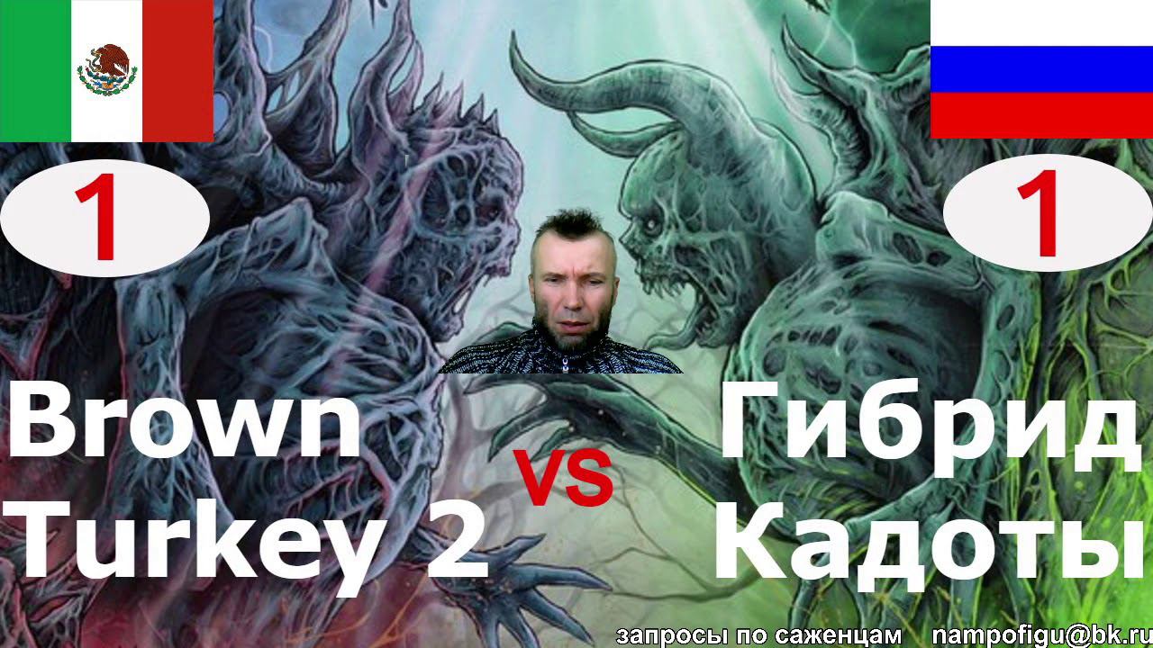 Сравнение лучших сортов инжира. Гибрид Кадоты vs Коричневый Турецкий 2. Brown Turkey 2.