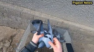 БАКИНСКИЕ СИЗЫЕ ГОЛУБИ - ГЛАДКИЕ