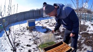Осыпались пчелы, гибель пасек🐝🐝 Зима и морозы не отступают.