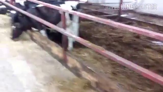 Как живут быки на ферме смотреть онлайн