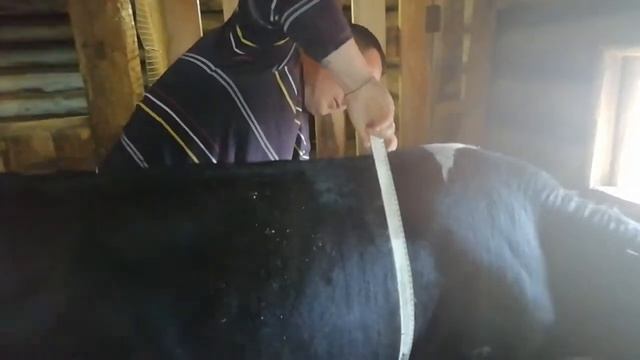 Бык на откорм. Сколько набрал бык за месяц. Определяем живую массу быка#Быки#Откорм#КРС#Лента#Масса смотреть онлайн