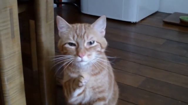 Чихает кот