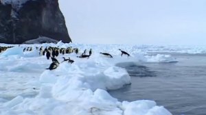 Морской леопард – самый свирепый хищник Антарктики! Худший кошмар пингвинов!