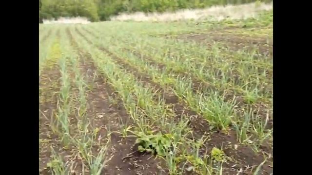 Мой фермерский участок/Чеснок/Картошка/Тыква/Раскисление почвы. смотреть онлайн