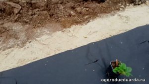 Посадка саженцев ремонтантной клубники в ноябре. Подмосковье.