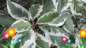 Дерен белый Айвори Хало Байхало. Краткий обзор, описание cornus alba Ivory Halo Bailhalo