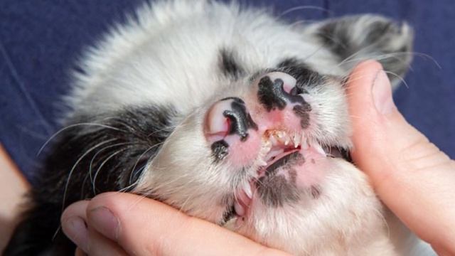 Собака родила очень редкого щенка, которых в мире было всего 4 смотреть онлайн