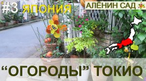 ЯПОНИЯ "Огороды" токийцев