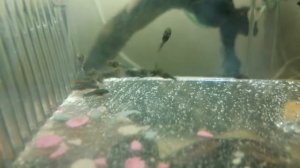 Мальки Анциструса 5 день.