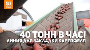 Линия для закладки картофеля на хранение. 40 тонн в бурт за час!