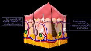 Полимолочная кислота о которой вы мечтали – ReSculpt от ZAN FACTOR.