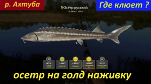 Русская рыбалка 4 / р. Ахтуба / Осетр русский на перловицу и медведку