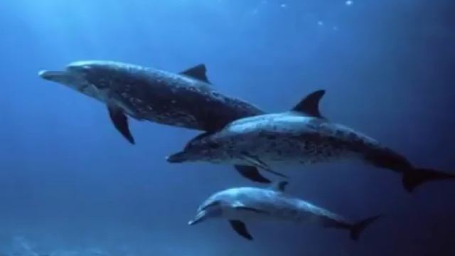 SLEEP Music: CALM : RELAX: TIME OUT: MEDITATE dolphin sounds and waves Musica para Bebes смотреть онлайн