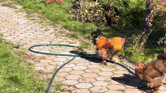 Мистика или не выдуманная история Кузя с нами и он нас охраняет смотреть онлайн