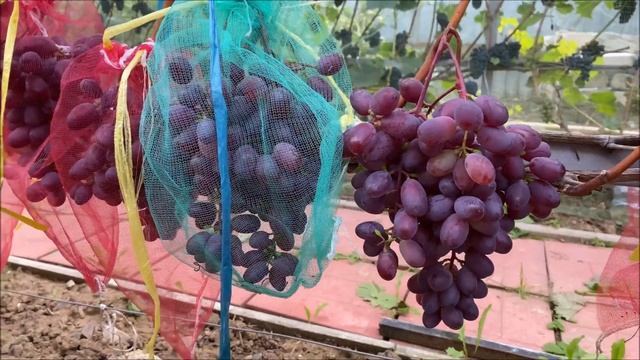 Виноград Виктория в северном Подмосковье или устойчивый розовый мускат для дачника смотреть онлайн