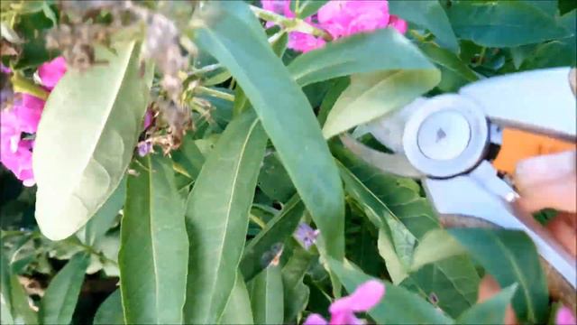 Поработав в СЕНТЯБРЕ получим отличные ФЛОКСЫ в следующем году смотреть онлайн