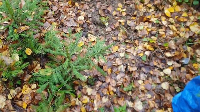 В Совином Доле появились ели. смотреть онлайн