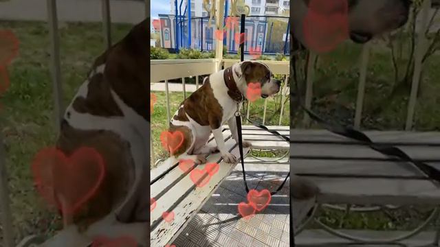 Американский Бульдог на Прогулке Москва#амбуль смотреть онлайн