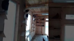 Продажа голубей в связи с переходом на другую породу, птица Александра Грунина, Пенза. т.8960326303