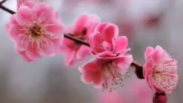 Самые красиво цветущие деревья (2)