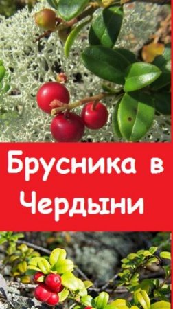 Приезжайте за брусникой в Пермский край, Чердынь - дивное место нашей страны