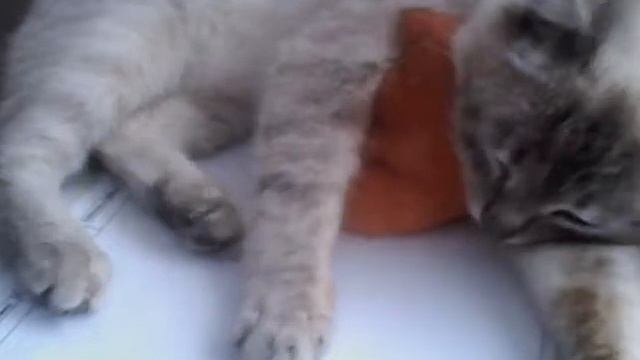 Ржака- кот обнимает обезьяну! 🐈🐈🐈 смотреть онлайн