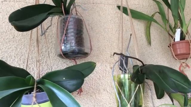 #орхоновинки#орхидеи#сюрпризы# Орхоновинки и ещё несколько сюрпризов моих орхидей😊 смотреть онлайн