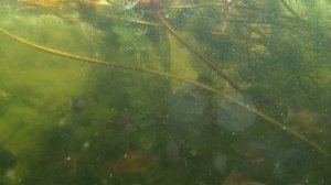 Подводная съёмка кормления золотых рыбок. Unterwasseraufnahme der Goldfische.