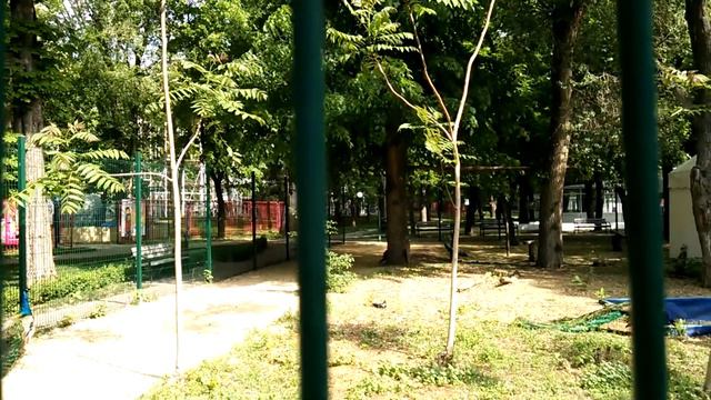 Павлин и павлинихи. И белка. Часть 10-я.