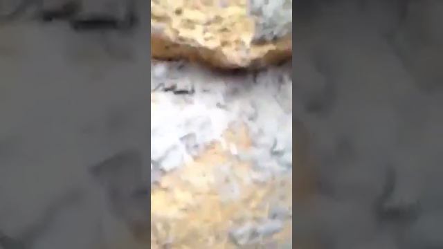 Забираем щенков с SOS-приюта!!!! смотреть онлайн