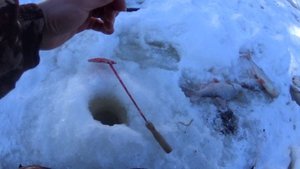 Кабаны рвут леску 2 часть.