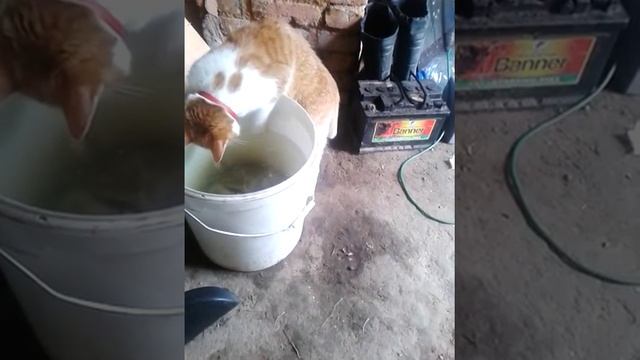 Кот ловит рыбу из белого ведра левой лапой(кот левша) смотреть онлайн