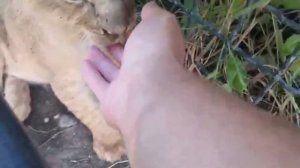 Запрещённая законом фотозона   продолжает работать в крымском зоопарке тайган.