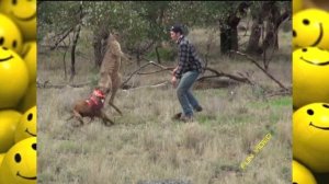 Кенгуру получил по морде, кенгуру против человека(the man gave in the face of kangaroos to save dog