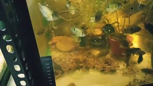 Аквариумные рыбы. Кормление рыбы Креветкой. очень хорошо растет рыба. Полезный корм.