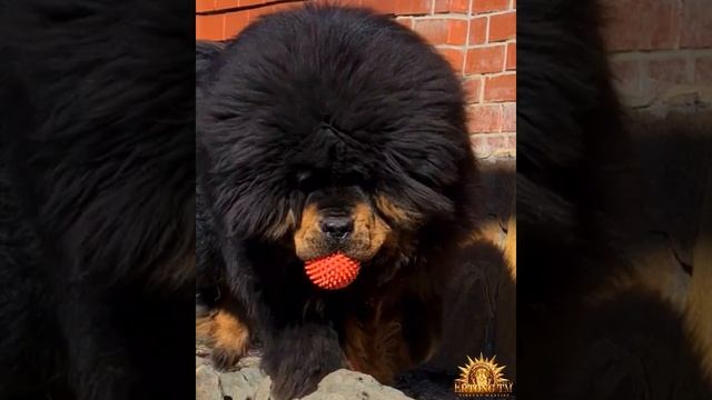 Тибетский мастиф на охоте | Tibetan mastiff is hunting смотреть онлайн