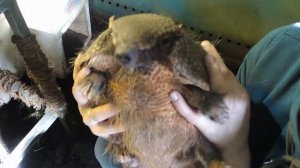 #Москвастобой — Будни Московского зоопарка: кормление броненосца