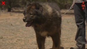 Какие породы собак подходят для квартиры, а какие нет? (Большой ТОП пород собак)