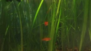 температура в аквариуме