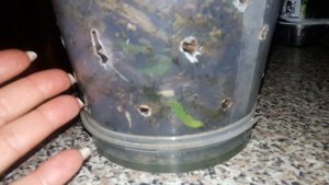 Мультифлоры орхидеи