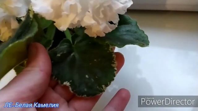 Фіалка ЛЕ-Белая Камелия смотреть онлайн