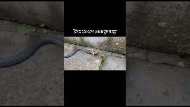уж съел лягушку... смотреть онлайн