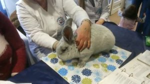 Оценка кролика породы Большое Светлое Серебро БСС эксперт Даце Каула. МИНСК 2019